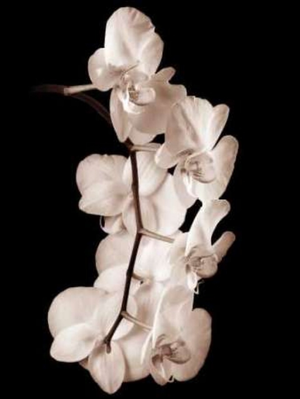Orchid Dance I Poster Print by John Rehner - Item # VARPDXRJP200